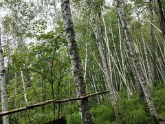 -五营红松林海景区