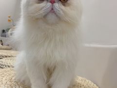 -More Fun猫咖 二十只万元加菲主题