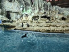 -帝企鹅自助餐厅•儿童岛•真企鹅(长隆企鹅酒店)