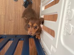 -翊宠yipet猫狗购宠庄园犬舍•猫舍