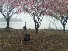 -长兴太湖图影湿地文化园