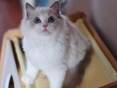 -Bastet sally猫舍购宠(静安店)