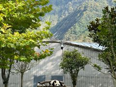 -卧龙中华大熊猫苑神树坪基地