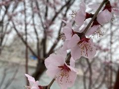 -桃花堤公园