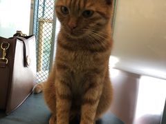 -喵屿·大理花园猫咖