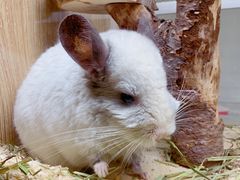 -藦茜花园宠物主题亲子互动体验馆(国顺东路店)