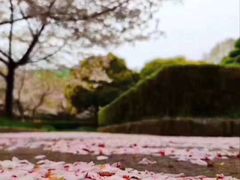 -武汉大学-樱园