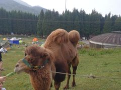 -武陵山森林公园