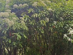 -郑州植物园
