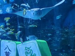-海合安成都极地海洋公园
