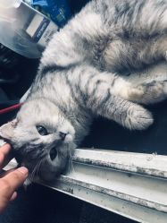 -众刺纹画·纹身·穿孔饰品·海娜定制