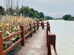 -三垟湿地