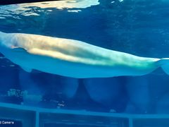 -上海海昌海洋公园-冰山北极馆