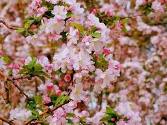 -海棠花溪(元大都城垣遗址公园)