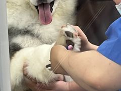 -宠福鑫康馨动物医院·骨科·眼科