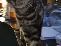 -猫色咖啡·猫咖
