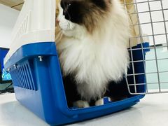 -嘉馨宠物医院·CT影像转诊·心脏科·犬猫全科诊疗中心(下沙大学城院区)