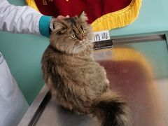 -高德24h动物医院