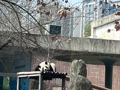 -成都动物园