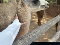 -鄂尔多斯野生动物园