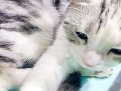 -猫小院猫主题餐厅(三里屯店)