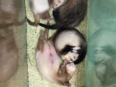 -藦茜花园宠物主题亲子互动体验馆(国顺东路店)