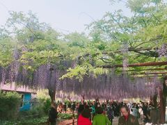 -嘉定紫藤园