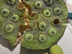 -芸山季·云南野生菌火锅(宝能环球汇店)