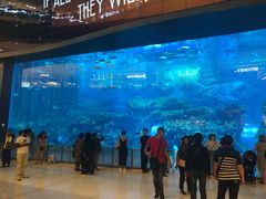 -迪拜水族馆及水下动物园