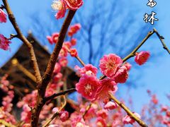 -广富林郊野公园