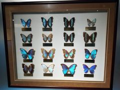 -上海昆虫博物馆