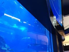 -迪拜水族馆及水下动物园