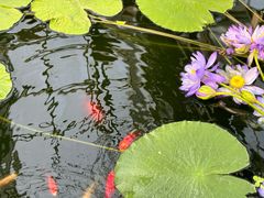 -国家植物园南园