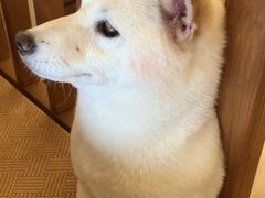 -豆柴町-柴犬主题狗咖(红鼎国际C座店)