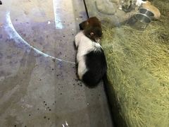 -灵玲国际马戏城