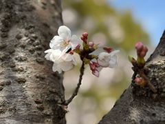 -高东镇樱花园