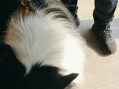 -艾贝尔宠物医院·狂犬免疫点(江山金象城店)