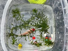 -老板恋上鱼(恒隆广场店)