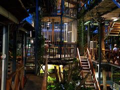 -Rainforest