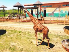 -鄂尔多斯野生动物园