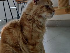 -Heymao猫咖.咖啡厅(东门店)
