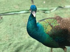 -西双版纳原始森林公园