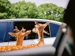 -常州淹城野生动物世界