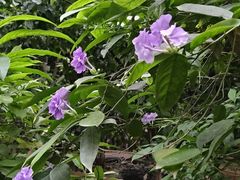 -呀路古热带植物园