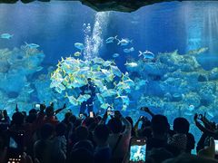 -芜湖新华联大白鲸海洋公园