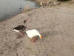 -天津东丽湖风景区