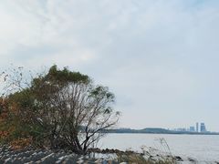 -上海滨江森林公园