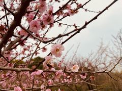 -香雪海