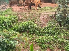 -海南热带野生动植物园