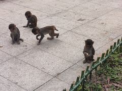 -南湾猴岛+椰田古寨一日游